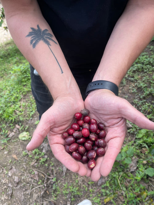 Mexico Oaxaca, “La Cañada” Medium Roast